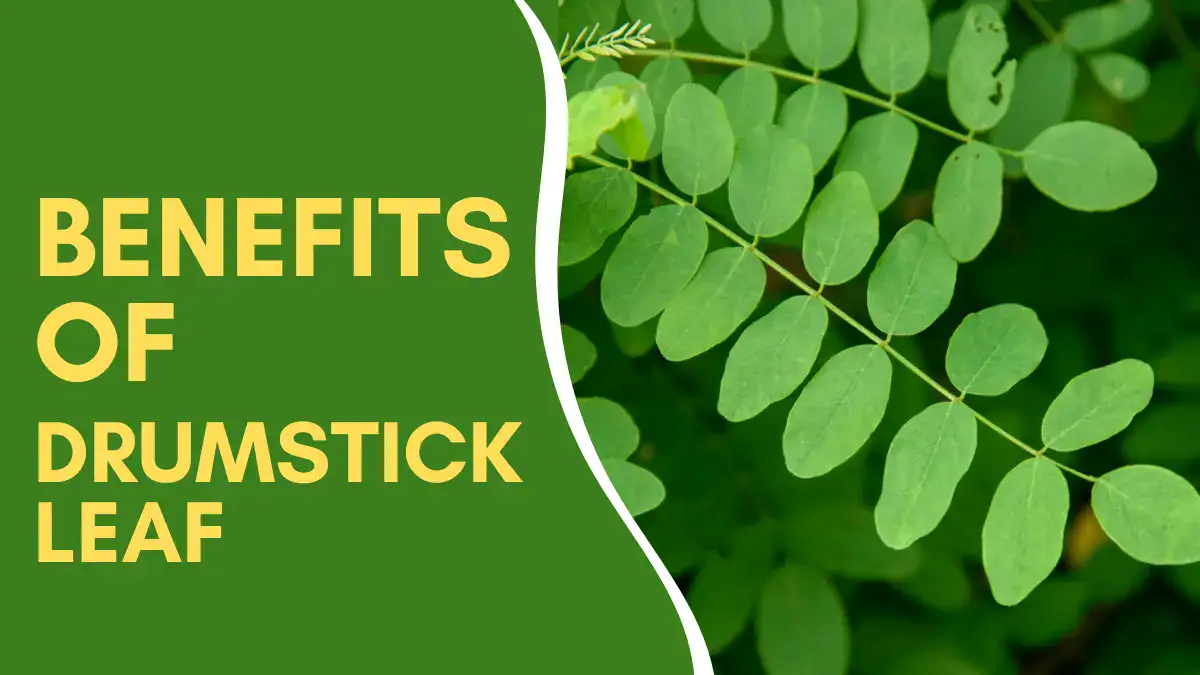 Check 11 Benefits Of Drumstick Leaf With Nutrition And Disadvantages ...