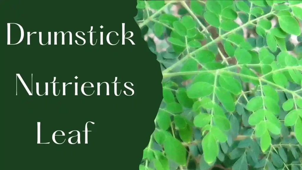 Benefits Of Drumstick Leaf