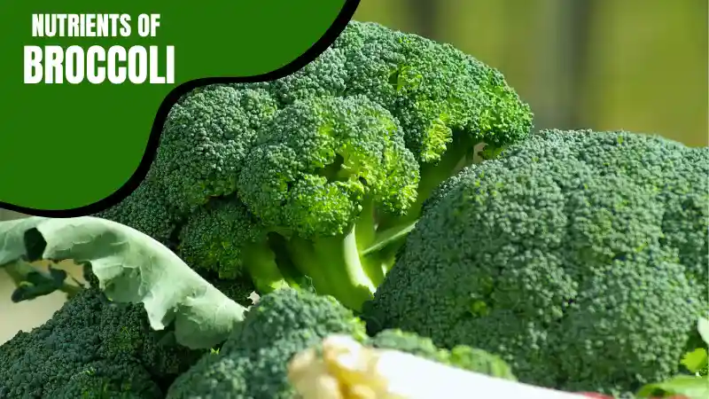 Health Benefits of Eating Broccoli