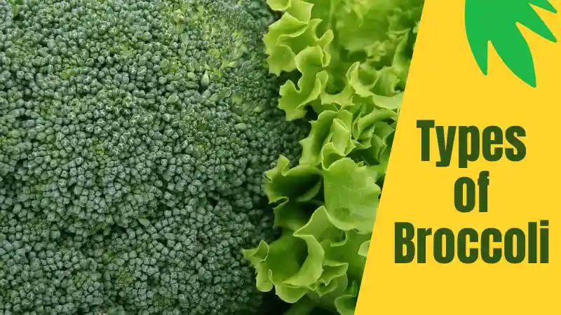 Health Benefits of Eating Broccoli