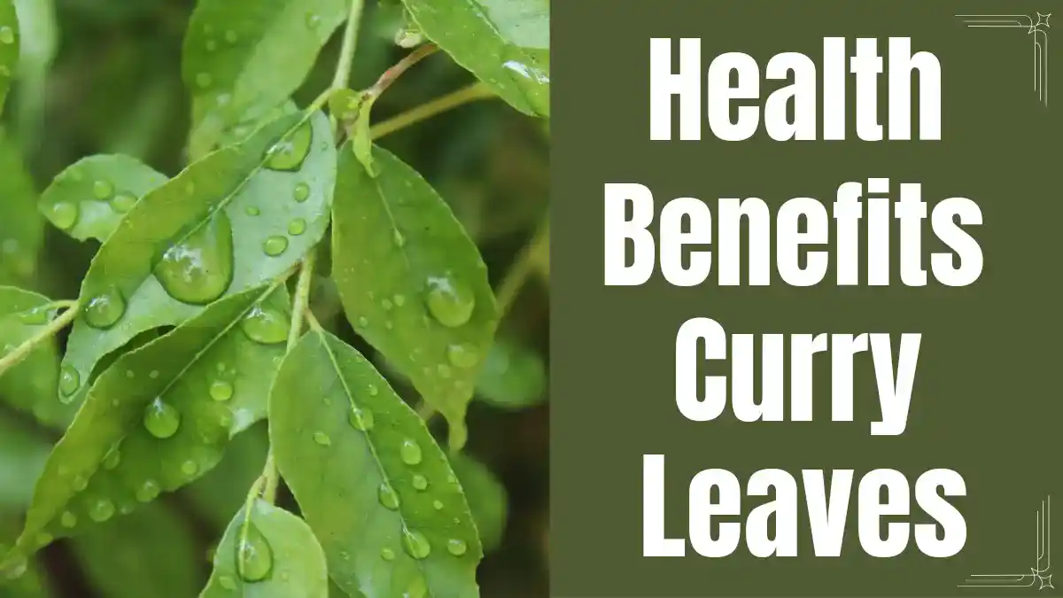 Health Benefits of Curry Leaves