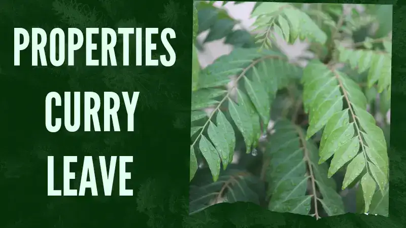 Health Benefits of Curry Leaves